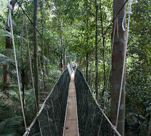 Canopy walk