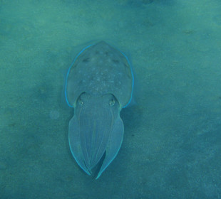 Beim schnorcheln getroffen