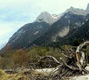 Wurzelstock am Flußufer