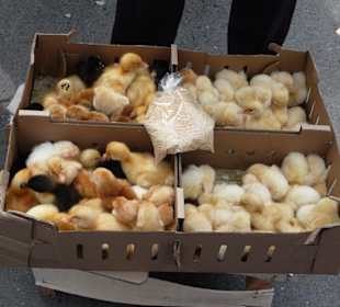 Lebendige Ware auf dem Wochenmarkt