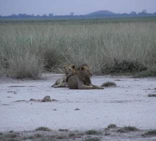 Löwenbrüder am Abend