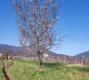 Stadtrundgang Rhodt unter Rietburg