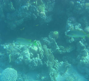 Подводный мир возле отеля