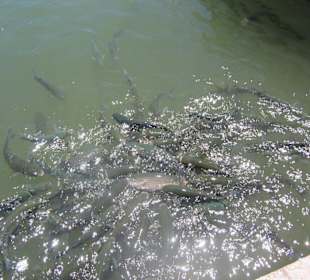 Fische im Hafen