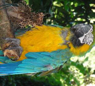 Papageien-Station im Botanischen Garten Deshaies