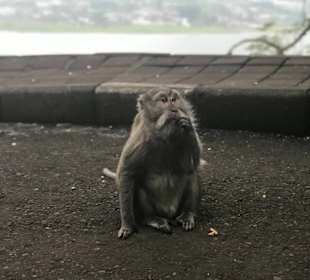 Wilde Affen füttern