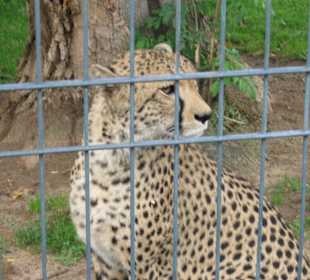 Gepard