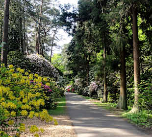 Spaziergang durch den Rhododendronpark Westerstede