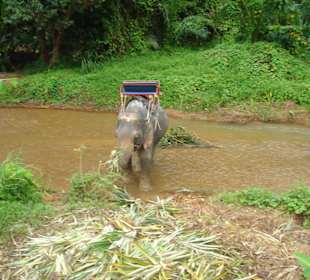 Mit den Elefanten unterwegs