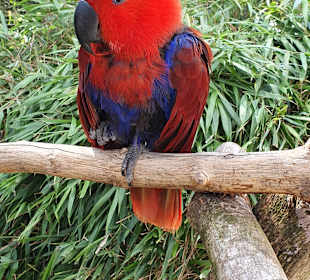 Vogelpark