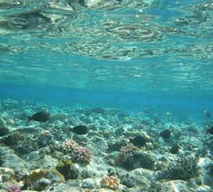 Riffdach, ca.10 m vor Riffkante