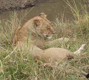 Masai Mara