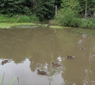 Waldsee Grottenloch Rübgarten