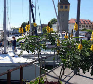 Hafen Lindau