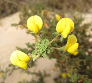 Blüten im Dünensand 