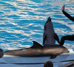 Dolphin Sharm elshiek show