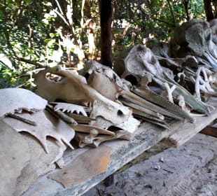 Mnarani Marine Schildkröten Conservation