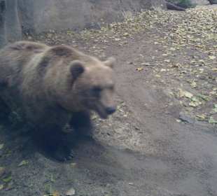 Brauner Bär