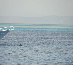 Delfintour mit Mohamed