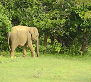 Yala Nationalpark