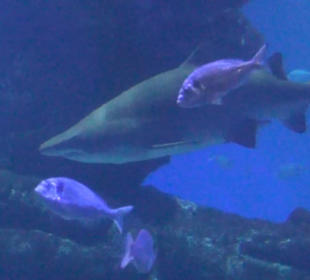 Palma Aquarium