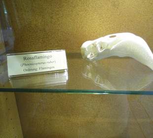 ArcheTierSchädelSammlung