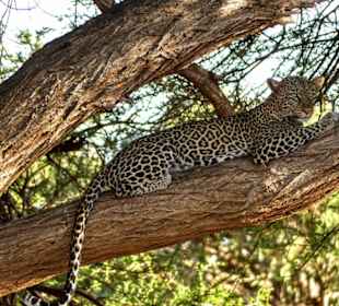 Leopard vor der Jagd