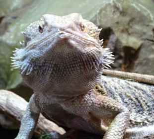 Im Terrarium des "Haus der Natur"