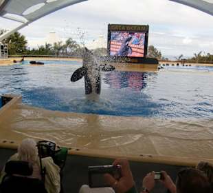 Orca Show