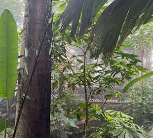 Botanischer Garten in Washington 