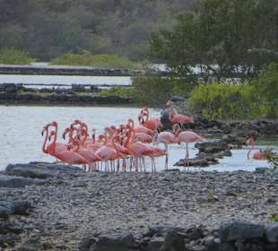 Flamingos