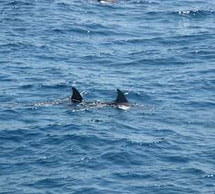 Ausflug Delphinen Tour