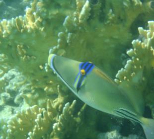 Picasso- Drückerfisch