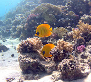 Schnorcheln Abu Dabbab