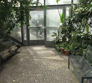 Tropenhaus - Schaugewächs -  Botanischer Garten