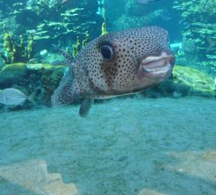 Ein lustiger Geselle im Schnorchelriff