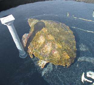 Unechte Karettschildkröte