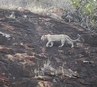 Leopard auf Schleichwegen