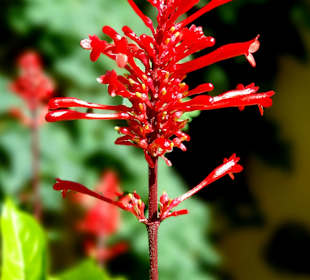 Botanischer Garten Puerto de la Cruz