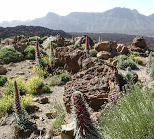 Caldera de las Canadas