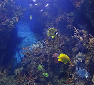 Im Aquarium unterwegs