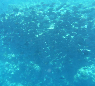 Schnorcheln Marsa Alam