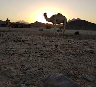 Wüstentour Hurghada