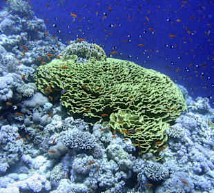 Nurkowanie w Sharm el Sheikh - podwodne życie