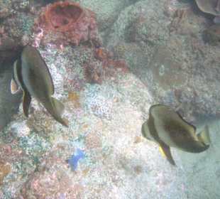 Fledermausfische am Hausriff  Coral Cove Chal