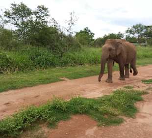Elefantenreiten Sigiriya