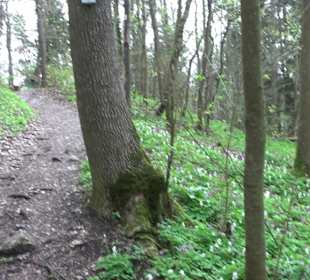 Wanderung rund um das Rusenschloss Gerhausen
