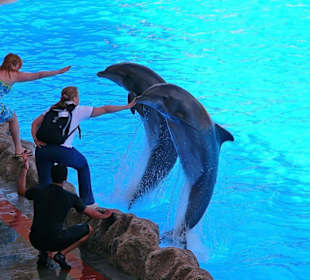 Loro - Park Delfin - Show