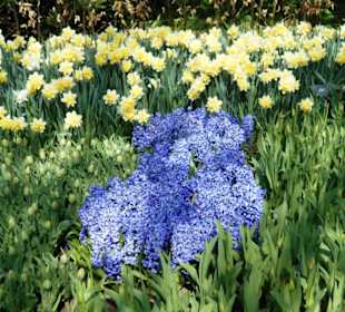 Blumenpracht im Keukenhof