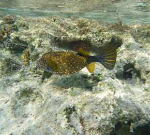 Kofferfisch am Carnelia Beach Resort